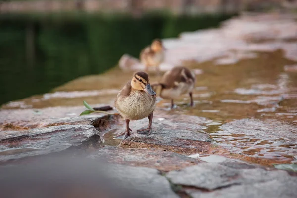 Mallard Παπάκι Στην Όχθη Του Ποταμού — Φωτογραφία Αρχείου