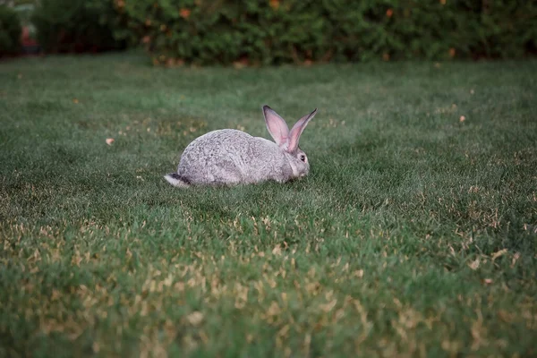 Rabbit on the grass. Farm and rabbits. Pets on the lawn.