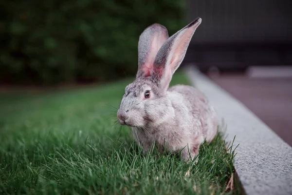 Hase Auf Dem Gras Bauernhof Und Kaninchen Haustiere Auf Dem — Stockfoto