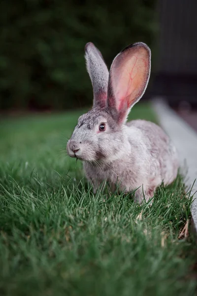 Králík Trávě Farmy Králíci Domácí Mazlíčci Trávníku — Stock fotografie