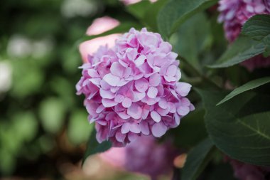 Çiçek açan ortanca ya da Hortensiya çiçeklerinin güzel çalılıklarına odaklan 