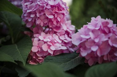 Çiçek açan ortanca ya da Hortensiya çiçeklerinin güzel çalılıklarına odaklan 