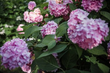 Çiçek açan ortanca ya da Hortensiya çiçeklerinin güzel çalılıklarına odaklan 