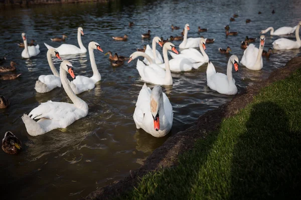 Vit Svanflock Svanar Vatten Vita Svanar Vackra Vita Svanar Som — Stockfoto