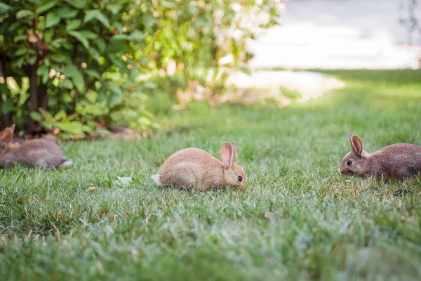 Rabbit on the grass. Farm and rabbits. Pets on the lawn.