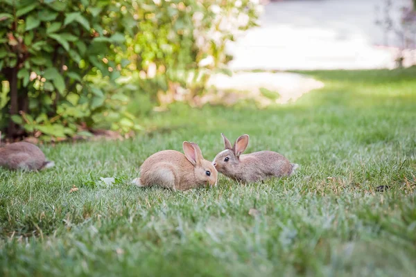 兔子在草地上 农场和兔子 草坪上的宠物 — 图库照片