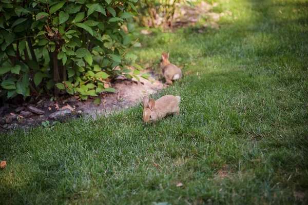 草の上のウサギ 農場とウサギ 芝生の上のペット — ストック写真