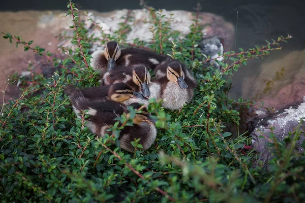 河堤上的野鸭 — 图库照片