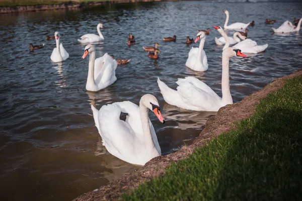 White swan flock. Swans in water. White swans. Beautiful white swans floating on the water. swans in search of food. selective focus.