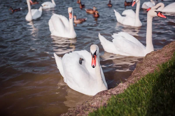 Witte Zwanenkudde Zwanen Water Witte Zwanen Mooie Witte Zwanen Drijven — Stockfoto