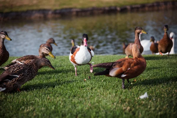 Duck Bird Amazing Duck Bird Pound — Φωτογραφία Αρχείου