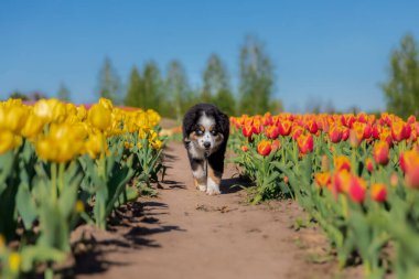Minyatür Amerikan Çoban Köpeği