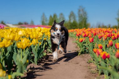 Minyatür Amerikan Çoban Köpeği