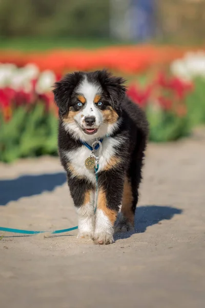 Miniatura American Shepherd Szczeniak — Zdjęcie stockowe