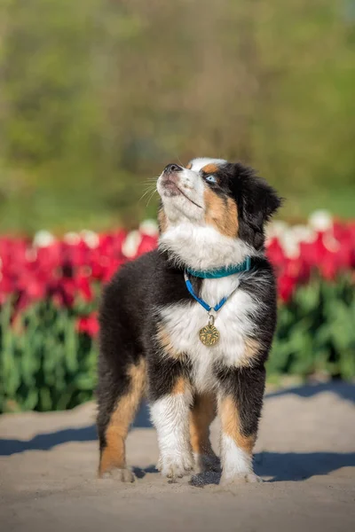 Miniature American Shepherd Puppy — Stock Photo, Image