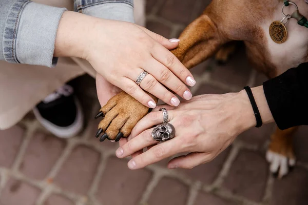 Mãos Patas Todos Membros Família Marido Esposa Cachorro Tomar Mãos — Fotografia de Stock
