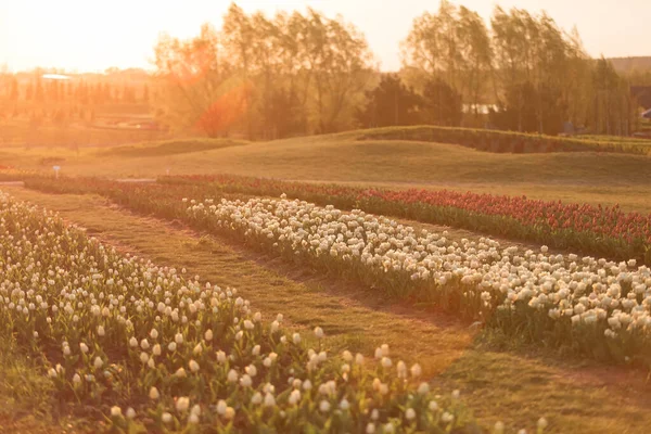 Blooming Tulip Fields Bright Spring Floral Background — Stock Photo, Image