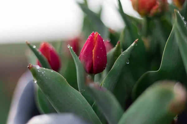 Jardim Tulipa Florescendo Temporada Preenchido Cheio Flores — Fotografia de Stock