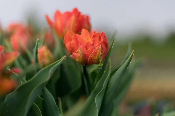 Jardim Tulipa Florescendo Temporada Preenchido Cheio Flores — Fotografia de Stock