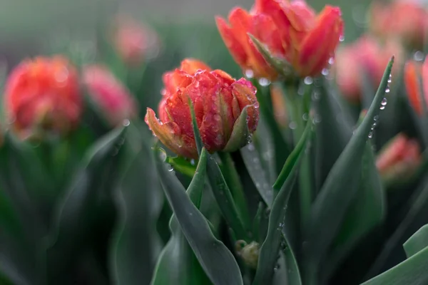 Сад Тюльпанів Квітучий Сезоном Наповнений Повним Кольором Квітів — стокове фото