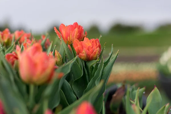 Jardim Tulipa Florescendo Temporada Preenchido Cheio Flores — Fotografia de Stock