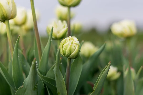 Jardim Tulipa Florescendo Temporada Preenchido Cheio Flores — Fotografia de Stock