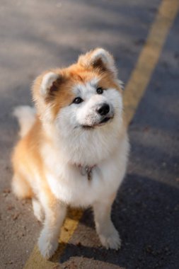 Mutlu köpek yazın dışarıda. Akita inu köpek cinsi