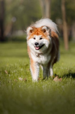 Mutlu köpek yazın dışarıda. Akita inu köpek cinsi