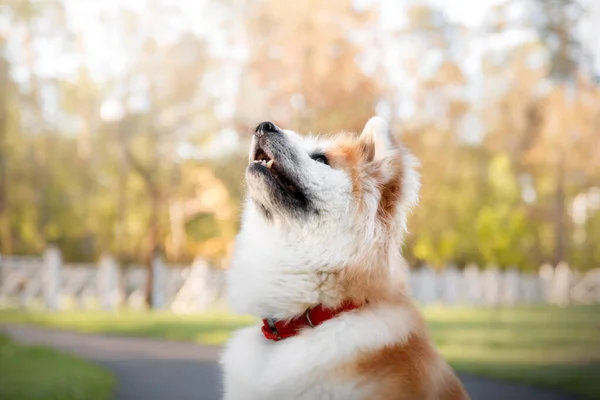 Cão Feliz Livre Verão Akita Inu Raça Cão — Fotografia de Stock