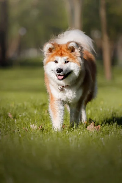 Anjing Bahagia Luar Ruangan Saat Musim Panas Akita Inu Dog — Stok Foto