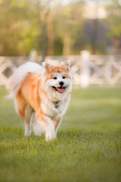 Szczęśliwy Pies Świeżym Powietrzu Latem Rasa Psów Akita Inu — Zdjęcie stockowe