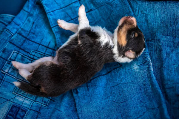 Adorável Recém Nascido Filhote Cachorro Dormindo — Fotografia de Stock