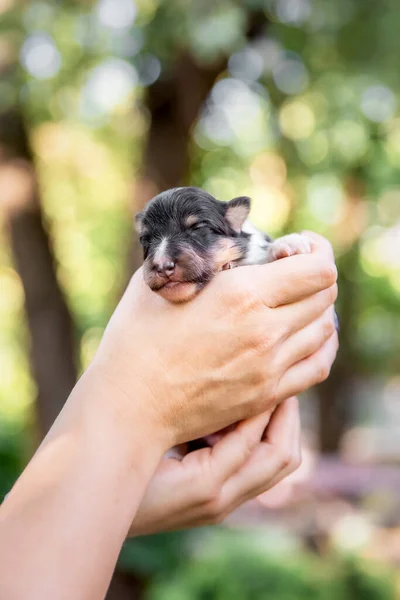 Sevimli Yeni Doğan Köpek Uyuyor — Stok fotoğraf