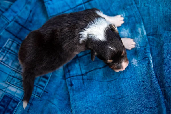 Adorable Newborn Puppy Sleeping — Stock Photo, Image