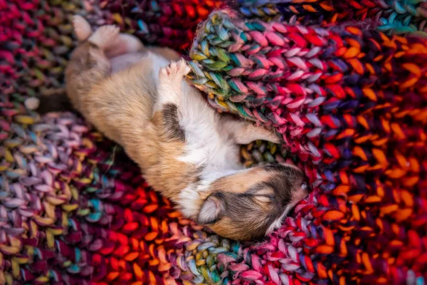 Sevimli Yeni Doğan Köpek Uyuyor — Stok fotoğraf