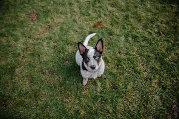 Perro Ganado Australiano Witer —  Fotos de Stock