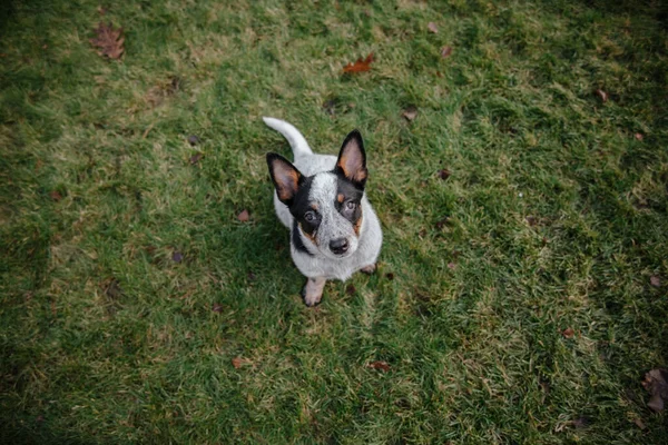 Chien Bétail Australien Serveur — Photo