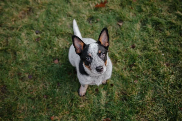 Australske Kvæg Hund Witer - Stock-foto