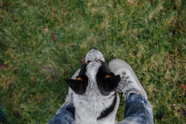 Cão Gado Australiano Witer — Fotografia de Stock