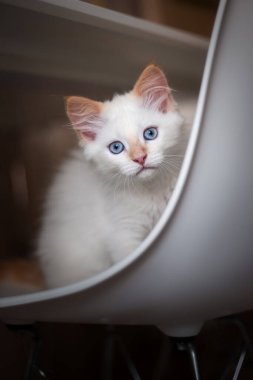 Mavi gözlü beyaz kedi yavrusu. Kedi yavrusu beyaz sandalyede oturuyor. Sevimli evcil hayvan