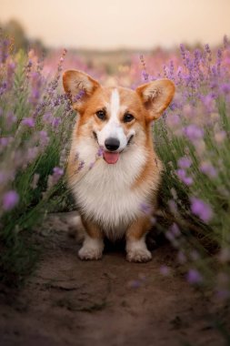 Lavanta çiçekli köpek. Sevimli hayvan. Lavanta tarlasında Corgi köpeği. Doğada evcil hayvan