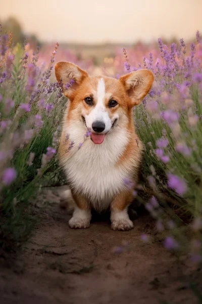 Hund Lavendel Blommor Härligt Husdjur Corgi Hund Ett Lavendelfält Sällskapsdjur — Stockfoto