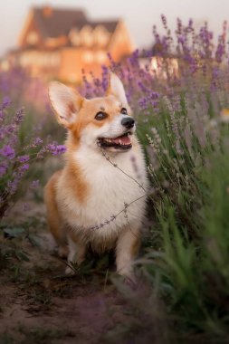 Lavanta çiçekli köpek. Sevimli hayvan. Lavanta tarlasında Corgi köpeği. Doğada evcil hayvan