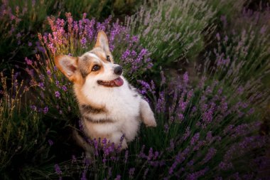 Lavanta çiçekli köpek. Sevimli hayvan. Lavanta tarlasında Corgi köpeği. Doğada evcil hayvan