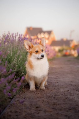 Lavanta çiçekli köpek. Sevimli hayvan. Lavanta tarlasında Corgi köpeği. Doğada evcil hayvan