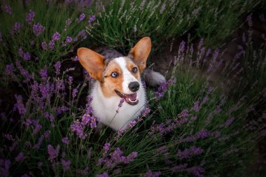 Lavanta çiçekli köpek. Sevimli hayvan. Lavanta tarlasında Corgi köpeği. Doğada evcil hayvan