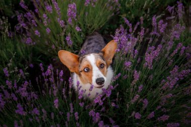 Lavanta çiçekli köpek. Sevimli hayvan. Lavanta tarlasında Corgi köpeği. Doğada evcil hayvan