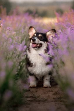 Lavanta çiçekli köpek. Sevimli hayvan. Lavanta tarlasında Corgi köpeği. Doğada evcil hayvan