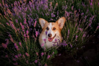 Lavanta çiçekli köpek. Sevimli hayvan. Lavanta tarlasında Corgi köpeği. Doğada evcil hayvan