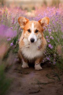 Lavanta çiçekli köpek. Sevimli hayvan. Lavanta tarlasında Corgi köpeği. Doğada evcil hayvan